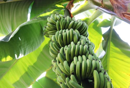 Bananas growing from tree
